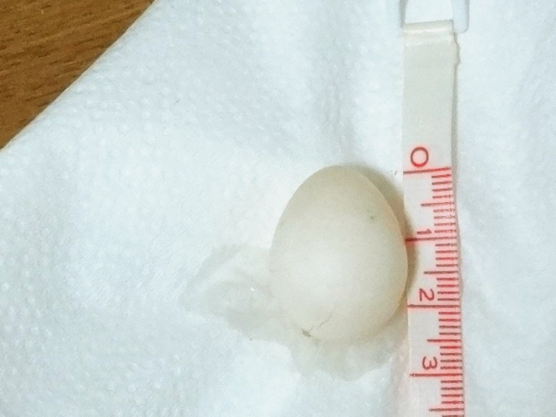 オカメインコの卵の大きさ