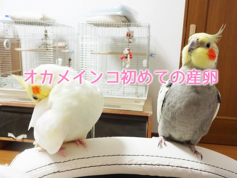 オカメインコ初めての産卵