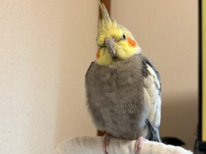 オカメインコの風太