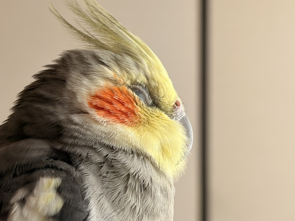 オカメインコの風太